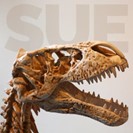 What "Sue," the Tyrannosaurus Rex Skeleton Teaches us About Estate Planning - the Academy