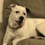 In Loving Memory of All the Pets Who Have Crossed the Rainbow Bridge - the Academy